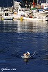 泳ぐ犬-大瀬崎