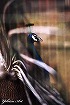 孔雀-3-浜松動物園