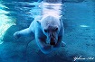 白クマ-豊橋動物園