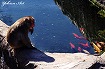 猿と鯉-豊橋動物園