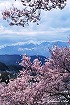 高遠の桜-2