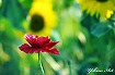 赤い花と向日葵