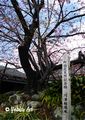 河津桜原木の写真