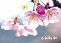 河津桜の写真-3