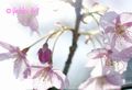 河津桜の写真-4